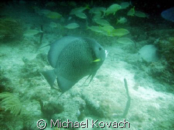 Grey Angelfish on the Inside Reef at Lauderdale by the Sea by Michael Kovach 